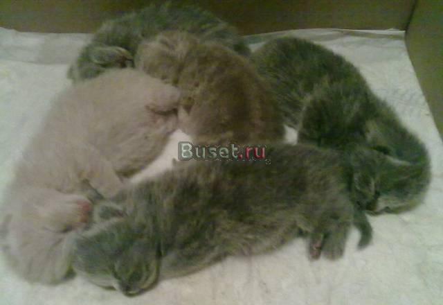 Продажа британских короткошёрстых котят Сочи