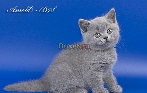 Продаю котят 2 месяца Пермь