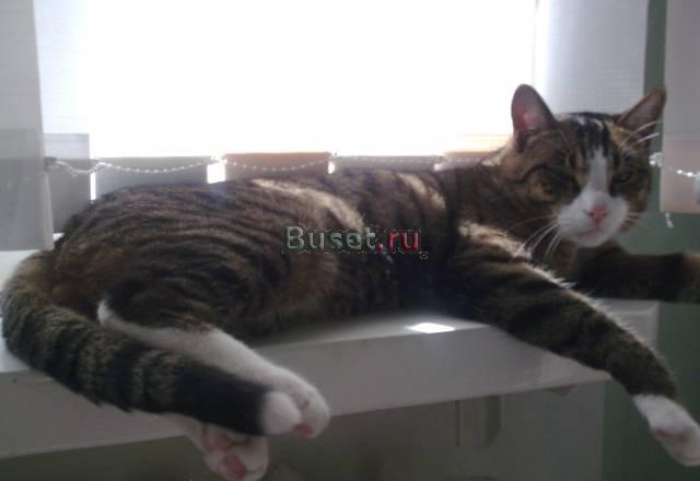 Умный, здоровый, симпатичный котяра Красноярск