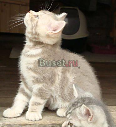 Британский котик лиловый мрамор Москва