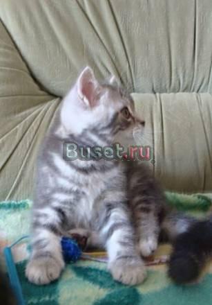 Британский голубой мраморный котик Москва
