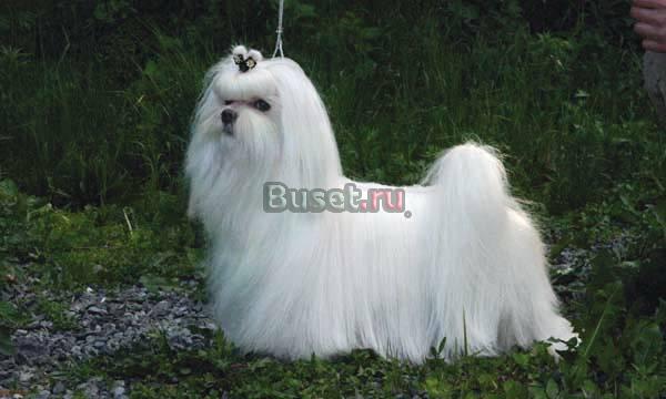 Шикарные щенки мальтезе от Чемпионов Екатеринбург