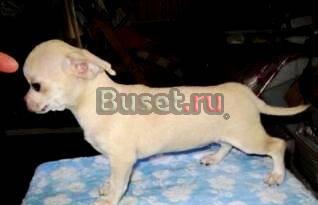 Чихуахуа девочка для шоу и разведения Москва