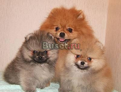 Померанские шпицы - шоу и для души Москва