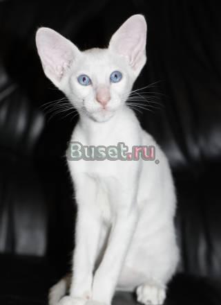 Сиамский котенок Москва
