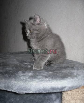 Британские котята Москва