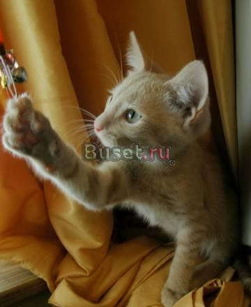 Котята в добрые руки Москва