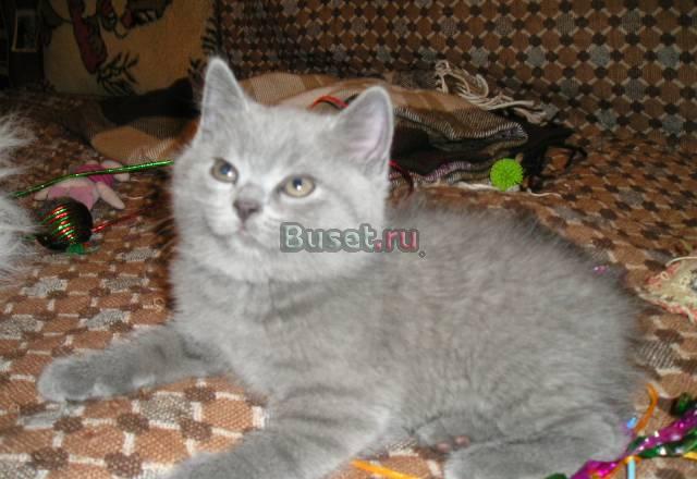 Шотландские котята Москва