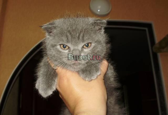Скоттиш-фолд  мальчик Санкт-Петербург