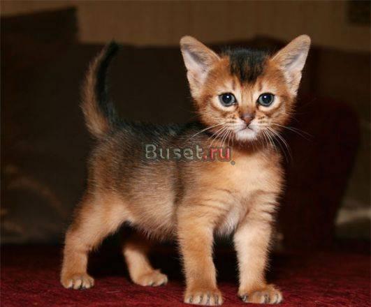Абиссинские котята, 2 мес-гордость для вашего дома Москва
