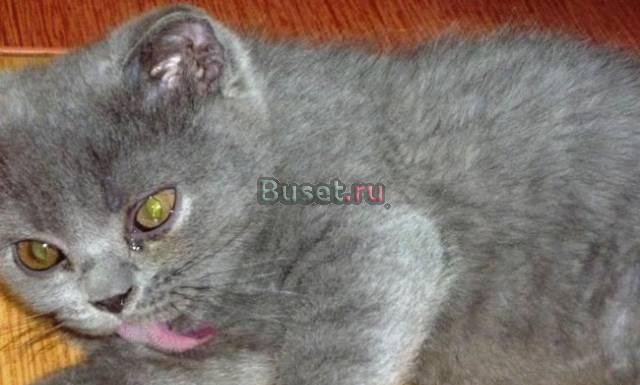 Голубой шотландец Москва