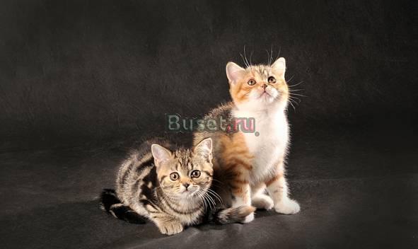 Элитные котята породы скоттиш фолд и скоттиш страй Владивосток