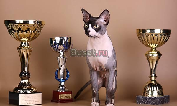 Канадский сфинкс, котята Нальчик
