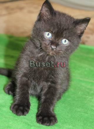Британские котята Челябинск