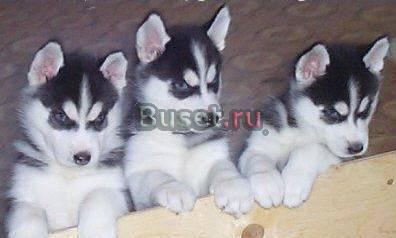 Хаски Сибирской щенков с небесно-голубыми глазами Нижний Новгород