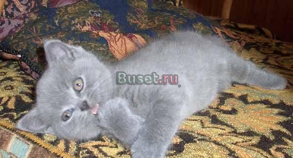 Лучший друг и роскошное украшение Вашего дома Москва