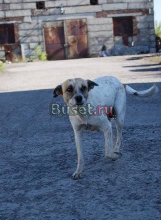 В добрейшие руки Красноярск
