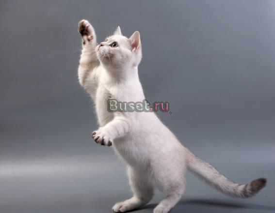 Шотландские котята Москва