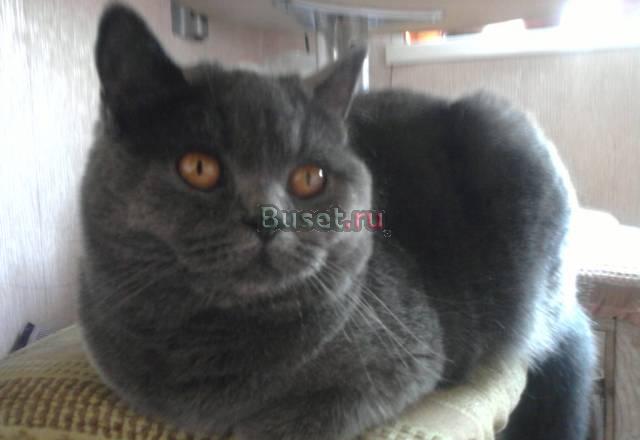 Ищем котика для вязки Королев