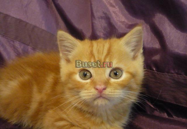 Котята британские и шотландские. Питомник Москва