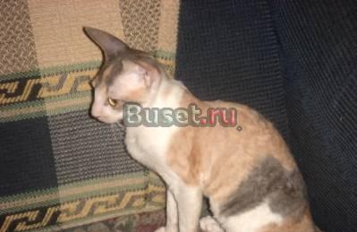 Котята  корниш рекс Санкт-Петербург