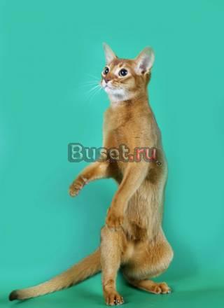 Абиссинский чудо котенок  девочка Москва