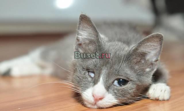 Голубой котенок  с одним глазиком, в дар Москва
