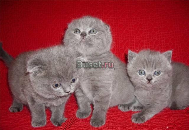 Роскошные котята шотландские вислоухие и британск Москва