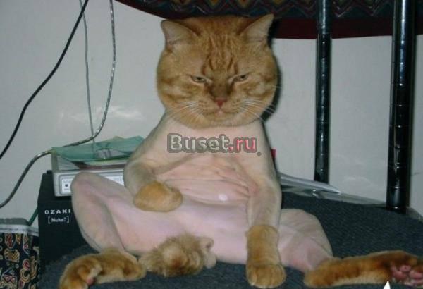 Стрижка кошек и собак на дому Новосибирск