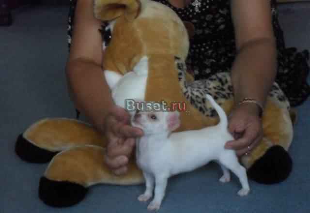 Девочка чишка Пенза