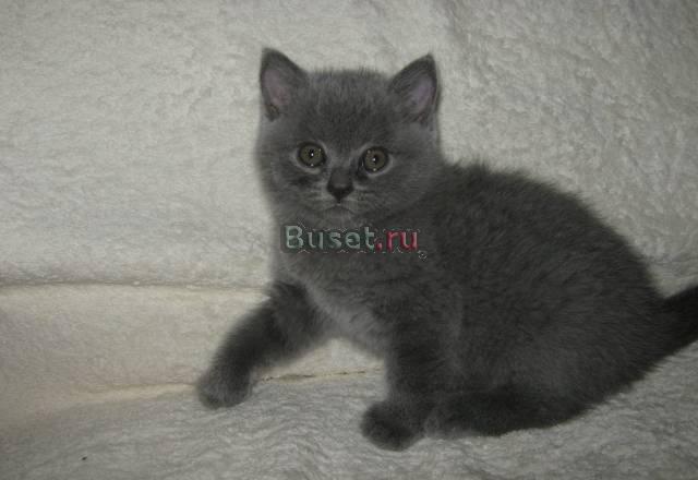 Британский котенок Москва