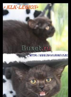 Шоколадные шотландские котята Москва