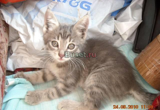 Котенок-девочка Рыся в добрые руки Москва