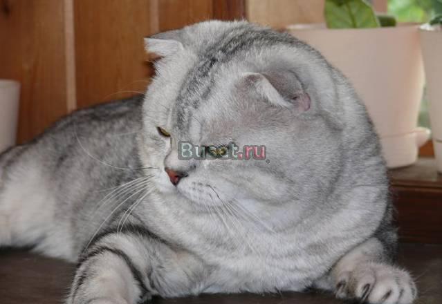 Приглашаем на вязку, котят Ивантеевка