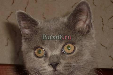 Котик-богатырь Добряк Москва