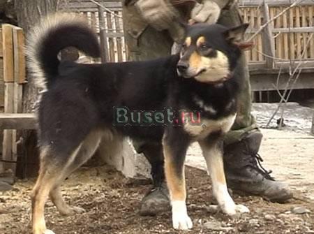Продам Лаек. Отличного качества Красноярск