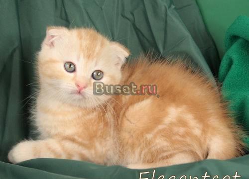 Рыжий вислоухий котик Санкт-Петербург