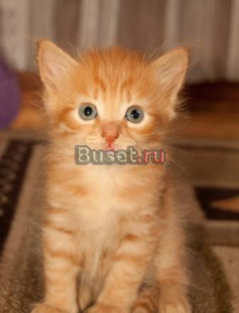 Рыжий котёнок в добрые руки Москва