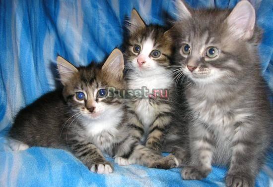 Продадим очень красивых Сибирских котят Красноярск