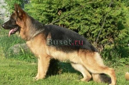 Продам щенков Немецкой овчарки Красноярск