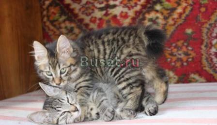 Котята курильского бобтейла. Недорого Санкт-Петербург