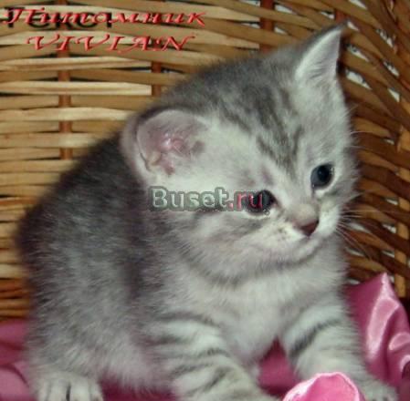 Британские(не страйты) котята вискас из питомника Москва