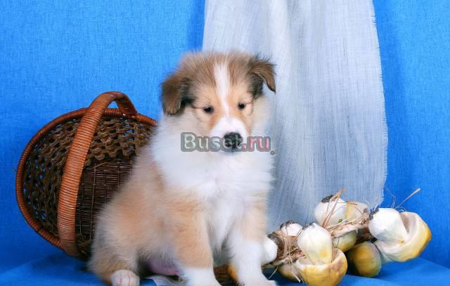 Колли для надежных владельцев Владивосток