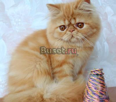 Персидский котик - окрас красный мрамор Москва