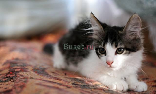 Котята девочки. в дар Москва