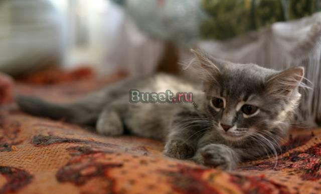 Котята, мальчики. в дар Москва