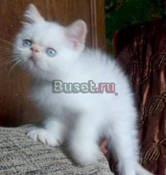 Котята - плюшевые экзоты разных окрасов" Москва