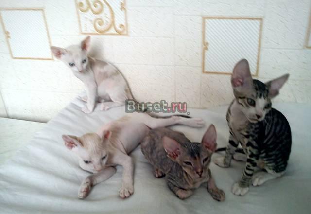 Котята Донского сфинкса Челябинск