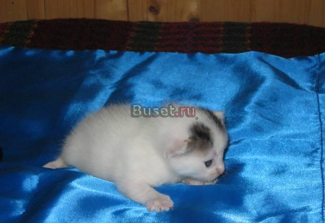 Очаровательный маленькиЙ котенок Москва