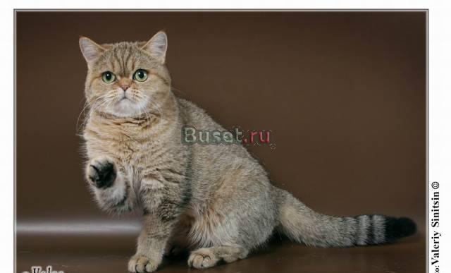 Взрослая кошка Москва